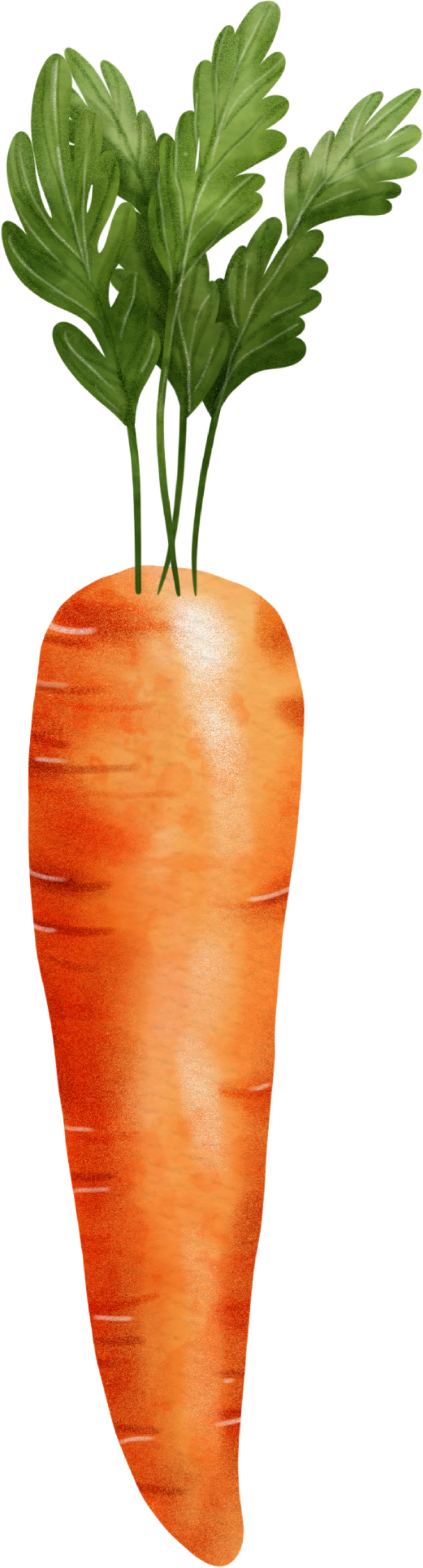 Carrot Watercolor Cutout